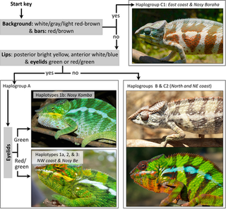 Illustration for article titled Chameleons Are So Good At Hiding, We Didn't Know They Were 10 Species